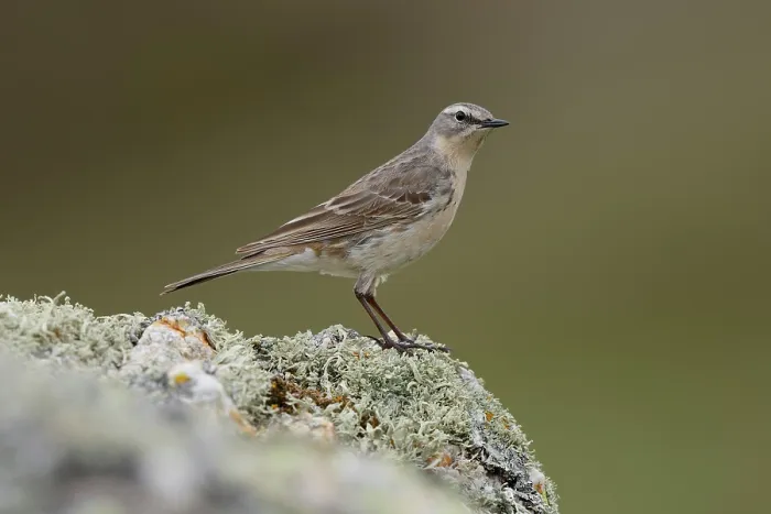Framed Print : Water pipit (Anthus spinoletta) perched on a lichen covered rock, Pyrenees, Spain. April Framed Print : Water pipit (Anthus spinoletta) perched on a lichen covered rock, Pyrenees, Spain. April