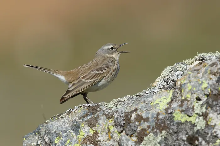 Framed Print : Water pipit (Anthus spinoletta) perched on a rock singing, Pyrenees, Spain. April Framed Print : Water pipit (Anthus spinoletta) perched on a rock singing, Pyrenees, Spain. April