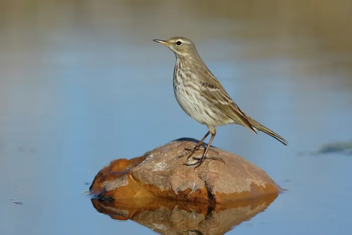 Framed Print : Water pipit (Anthus spinoletta) in winter plumage, perched on rock in river, Ciudad Real, Spain. December Framed Print : Water pipit (Anthus spinoletta) in winter plumage, perched on rock in river, Ciudad Real, Spain. December
