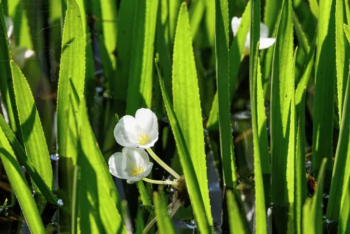 Framed Print : Water soldiers (Stratiotes aloides) in flower, Upper Bavaria, Germany. July Framed Print : Water soldiers (Stratiotes aloides) in flower, Upper Bavaria, Germany. July