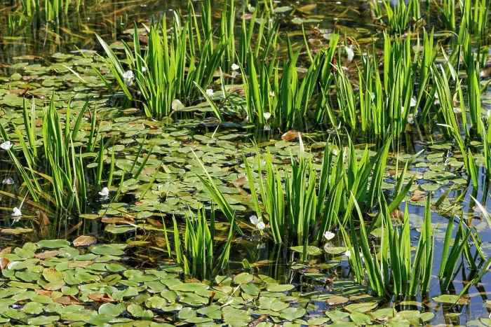 Framed Print : Water soldiers (Stratiotes aloides) in flower among Pondweed (Potamogeton natans) in a pond, Upper Bavaria, Germany. July Framed Print : Water soldiers (Stratiotes aloides) in flower among Pondweed (Potamogeton natans) in a pond, Upper Bavaria, Germany. July