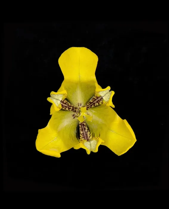 Framed Print : Water tulip (Cypella aquatilis) from above, in garden pond. Native to Brazil Framed Print : Water tulip (Cypella aquatilis) from above, in garden pond. Native to Brazil