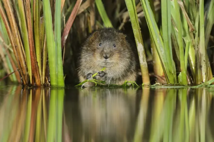 Framed Print : Water vole (Arvicola amphibius / Arvicola terrestris) feeding amongst vegetation Framed Print : Water vole (Arvicola amphibius / Arvicola terrestris) feeding amongst vegetation