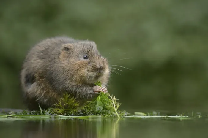Framed Print : Water vole (Arvicola amphibius) feeding, Kent, UK, November Framed Print : Water vole (Arvicola amphibius) feeding, Kent, UK, November
