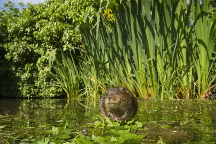 Framed Print : Water vole (Arvicola amphibius) feeding on aquatic plant, Kent, UK May Framed Print : Water vole (Arvicola amphibius) feeding on aquatic plant, Kent, UK May