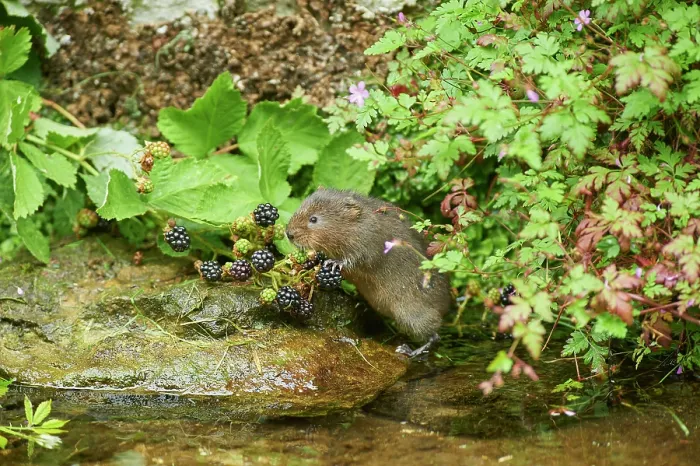 Framed Print : Water vole (Arvicola amphibius) feeding on Blackberries (Rubus sp.) at water's edge, Kent, England, UK. July Framed Print : Water vole (Arvicola amphibius) feeding on Blackberries (Rubus sp.) at water's edge, Kent, England, UK. July