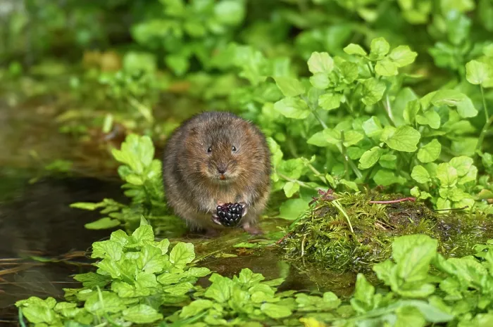 Framed Print : Water vole (Arvicola amphibius) feeding on a Blackberry (Rubus sp.) at water's edge, Kent, England, UK. April Framed Print : Water vole (Arvicola amphibius) feeding on a Blackberry (Rubus sp.) at water's edge, Kent, England, UK. April