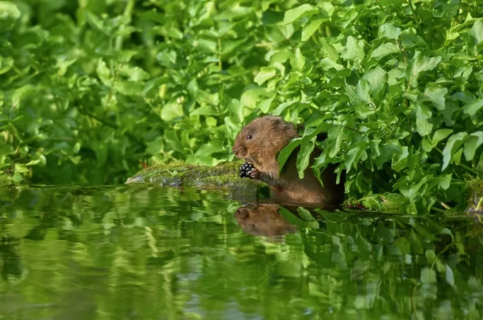 Framed Print : Water vole (Arvicola amphibius) feeding on a Blackberry (Rubus sp.) at water's edge, Kent, England, UK. May