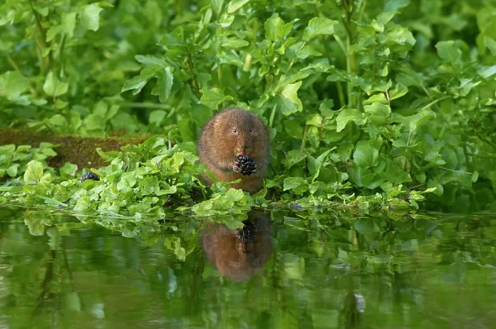 Framed Print : Water vole (Arvicola amphibius) feeding on a Blackberry (Rubus sp.) at water's edge, Kent, England, UK. May Framed Print : Water vole (Arvicola amphibius) feeding on a Blackberry (Rubus sp.) at water's edge, Kent, England, UK. May
