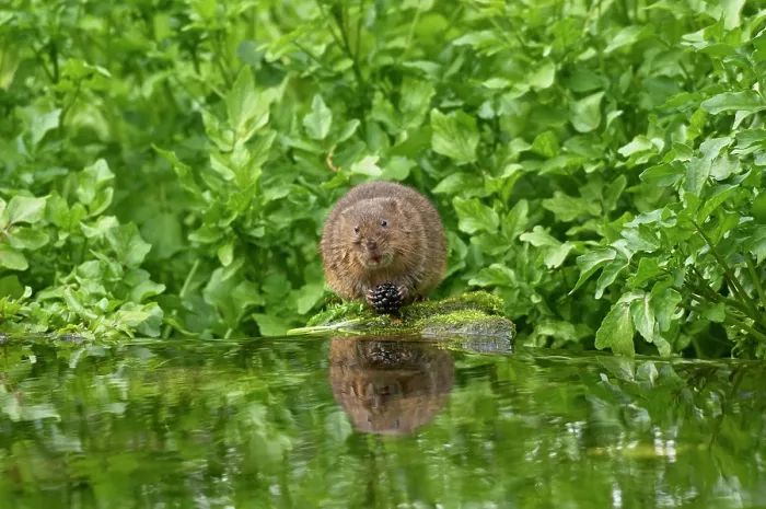 Framed Print : Water vole (Arvicola amphibius) feeding on a Blackberry (Rubus sp.) at water's edge, Kent, England, UK. April Framed Print : Water vole (Arvicola amphibius) feeding on a Blackberry (Rubus sp.) at water's edge, Kent, England, UK. April