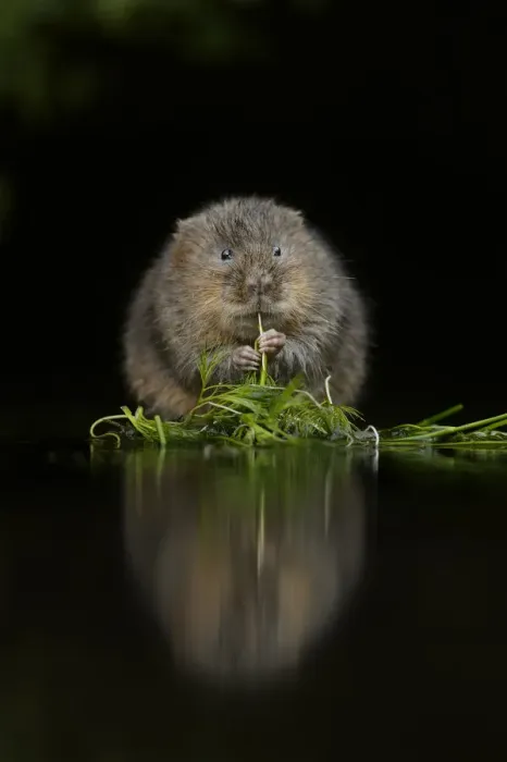 Framed Print : Water vole (Arvicola amphibius) feeding at edge of water, Kent, UK, December Framed Print : Water vole (Arvicola amphibius) feeding at edge of water, Kent, UK, December