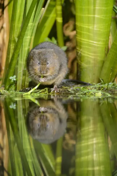Framed Print : Water vole (Arvicola amphibius) feeding at waters edge, Kent, UK, August Framed Print : Water vole (Arvicola amphibius) feeding at waters edge, Kent, UK, August