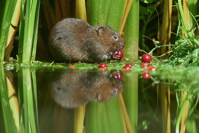 Framed Print : Water vole (Arvicola amphibius) feeding on Wild cherries (Prunus avium) at water's edge, Kent, England, UK. July. Controlled conditions Framed Print : Water vole (Arvicola amphibius) feeding on Wild cherries (Prunus avium) at water's edge, Kent, England, UK. July. Controlled conditions