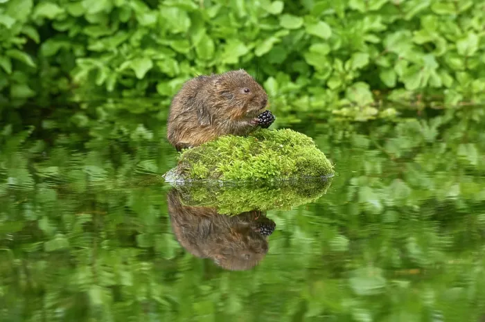 Framed Print : Water vole (Arvicola amphibius) resting on a moss-covered stone in river feeding on a Blackberry (Rubus sp.), Kent, England, UK. April Framed Print : Water vole (Arvicola amphibius) resting on a moss-covered stone in river feeding on a Blackberry (Rubus sp.), Kent, England, UK. April