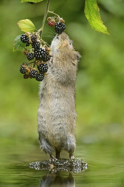Water vole (Arvicola amphibius) standing on hind legs sniffing blackberry, Kent, UK