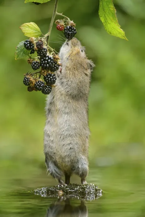 Framed Print : Water vole (Arvicola amphibius) standing on hind legs sniffing blackberry, Kent, UK Framed Print : Water vole (Arvicola amphibius) standing on hind legs sniffing blackberry, Kent, UK