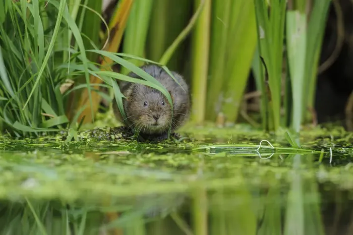 Framed Print : Water Vole (Arvicola amphibius / terrestris) foraging by water. Kent, UK, August Framed Print : Water Vole (Arvicola amphibius / terrestris) foraging by water. Kent, UK, August