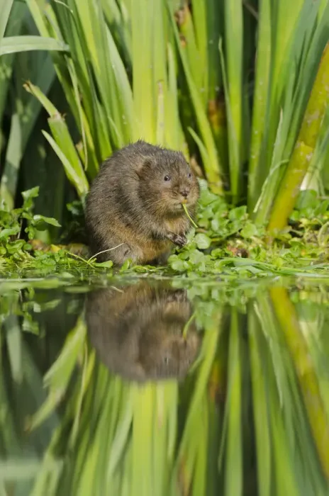 Framed Print : Water Vole (Arvicola terrestris) eating, Kent, England, UK, March Framed Print : Water Vole (Arvicola terrestris) eating, Kent, England, UK, March