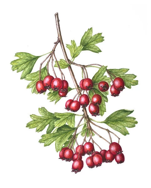 Watercolour painting of Common hawthorn (Crataegus monogyna) berries. Botanical illustration by Linda Pitkin