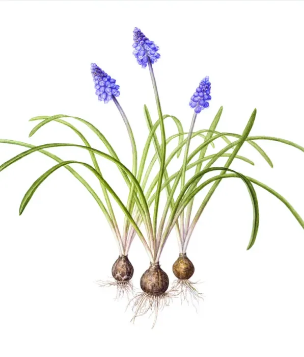 Framed Print : Watercolour painting of Grape hyacinth (Muscari). Botanical illustration by Linda Pitkin Framed Print : Watercolour painting of Grape hyacinth (Muscari). Botanical illustration by Linda Pitkin