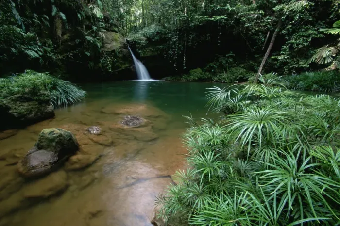 Framed Print : A waterfall in the lowland rainforest of Borneo, with pool surrounded by ferns and other plants Framed Print : A waterfall in the lowland rainforest of Borneo, with pool surrounded by ferns and other plants