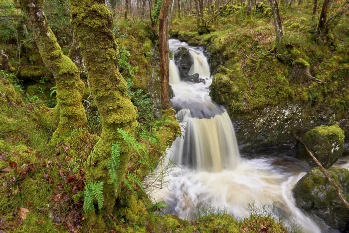 Framed Print : Waterfall in Oak (Quercus sp.) woodland with epiphytic ferns, Wood of Cree, Dumfries and Galloway. Scotland, UK. March, 2023 Framed Print : Waterfall in Oak (Quercus sp.) woodland with epiphytic ferns, Wood of Cree, Dumfries and Galloway. Scotland, UK. March, 2023