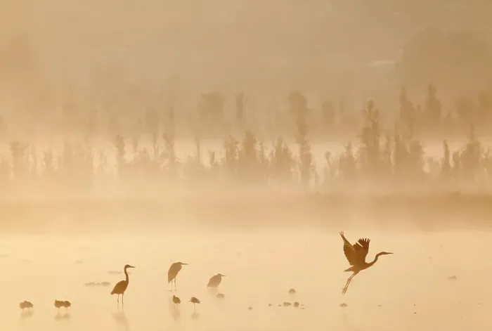 Framed Print : Waterfowl at dawn with mist, including Great blue heron (Ardea herodias herodias), American avocet (Recurvirostra americana), Northern shoveler (Anas clypeata), Xochimilco wetlands, Mexico City, Mexico. February Framed Print : Waterfowl at dawn with mist, including Great blue heron (Ardea herodias herodias), American avocet (Recurvirostra americana), Northern shoveler (Anas clypeata), Xochimilco wetlands, Mexico City, Mexico. February