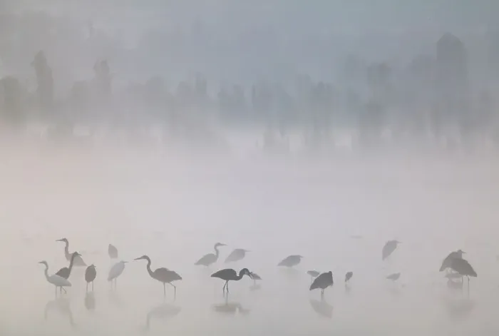 Framed Print : Waterfowl at dawn with mist, including Great blue heron (Ardea herodias herodias), American avocet (Recurvirostra americana), Northern shoveler (Anas clypeata), Xochimilco wetlands, Mexico City, Mexico. February