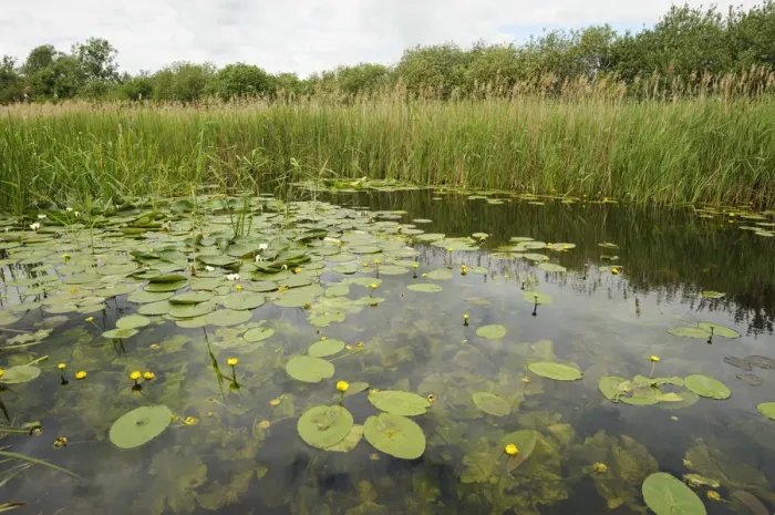 Framed Print : Waterlilies flowering, Wicken Fen, Cambridgeshire, UK, June 2011 Framed Print : Waterlilies flowering, Wicken Fen, Cambridgeshire, UK, June 2011