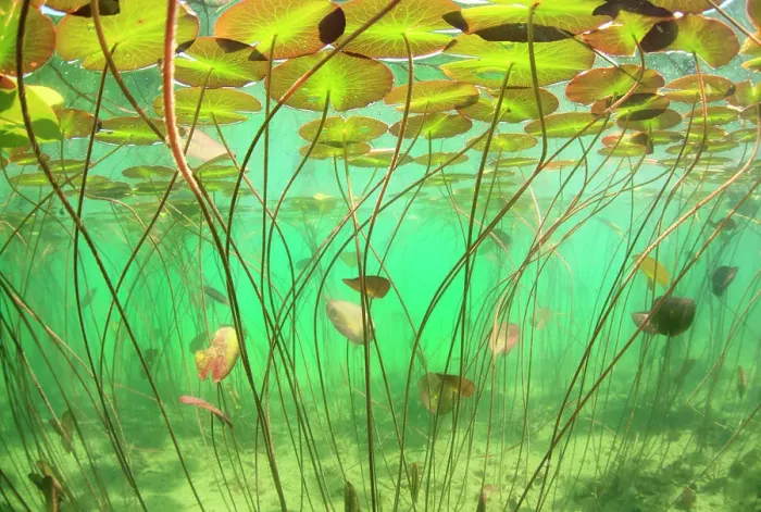 Framed Print : Waterlilies (Nymphaea alba) underwater in lake. Alps, Ain, France Framed Print : Waterlilies (Nymphaea alba) underwater in lake. Alps, Ain, France