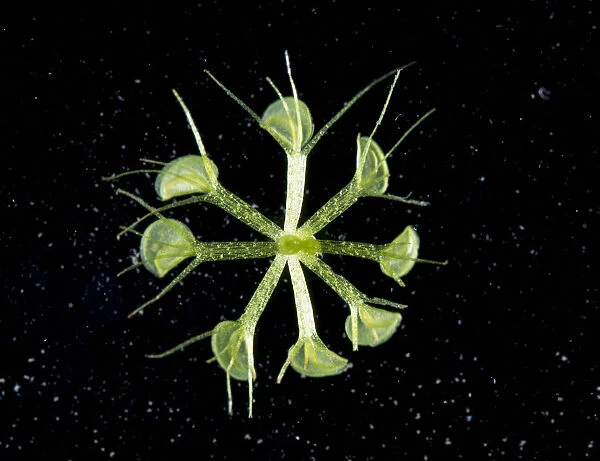 Waterwheel plant (Aldrovanda vesiculosa) a carnivorous aquatic plant with Mosquito larva