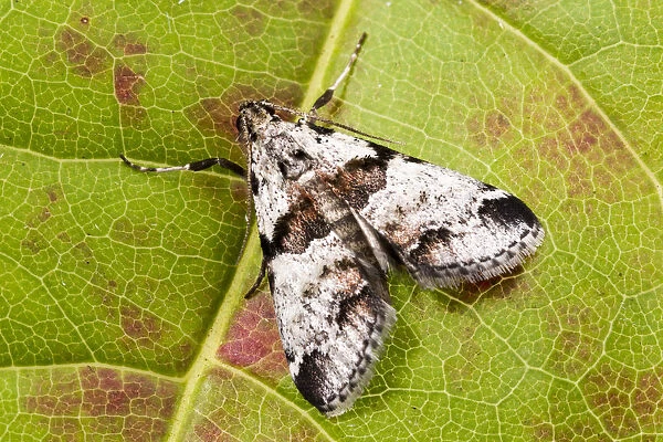 Watsons tallula moth (Tallula watsoni), Tuscaloosa County, Alabama, USA September