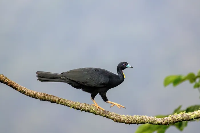 Framed Print : Wattled guan (Aburria aburri) walking along branch in Cecropia tree, buffer zone, Sumaco National Park, Amazon slope, Ecuador Framed Print : Wattled guan (Aburria aburri) walking along branch in Cecropia tree, buffer zone, Sumaco National Park, Amazon slope, Ecuador