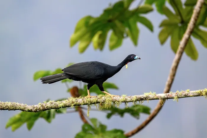 Framed Print : Wattled guan (Aburria aburri) walking along branch in Cecropia tree, buffer zone, Sumaco National Park, Amazon slope, Ecuador Framed Print : Wattled guan (Aburria aburri) walking along branch in Cecropia tree, buffer zone, Sumaco National Park, Amazon slope, Ecuador