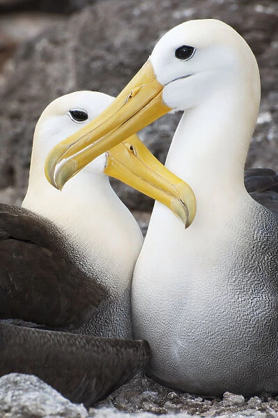 Waved albatross (Phoebastria irrorata) courting pair mutually grooming. Punta Cevallos