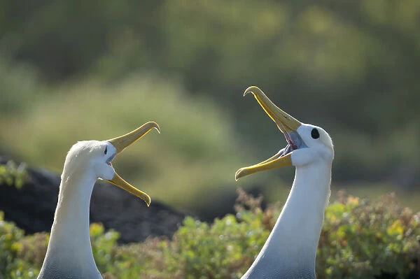 Waved albatross (Phoebastria irrorata) pair in courtship display, Galapagos, Ecuador
