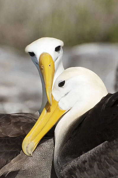 Waved albatross (Phoebastria irrorata) courting pair rubbing beaks in a bonding behaviour