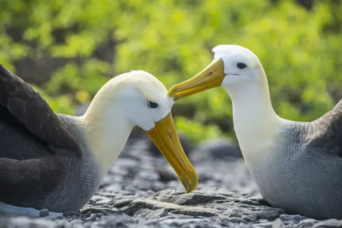 Framed Print : Waved albatross (Phoebastria irrorata), pair mutual preening in courtship Framed Print : Waved albatross (Phoebastria irrorata), pair mutual preening in courtship