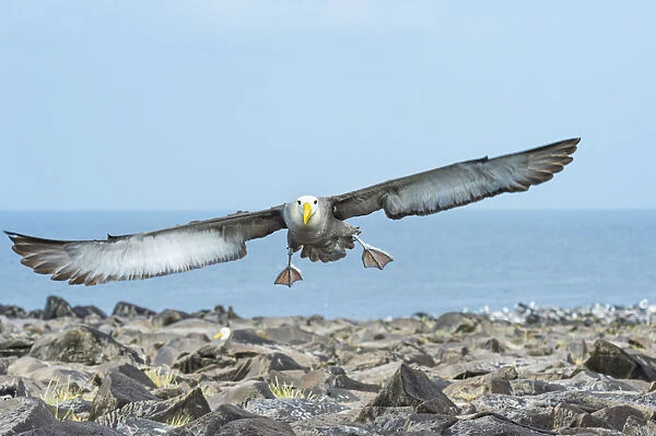 Waved albatross (Phoebastria irrorata) in flight, Punta Suarez, Espanola Island