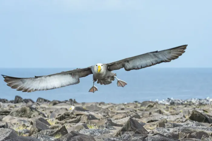 Framed Print : Waved albatross (Phoebastria irrorata) in flight, Punta Suarez, Espanola Island Framed Print : Waved albatross (Phoebastria irrorata) in flight, Punta Suarez, Espanola Island