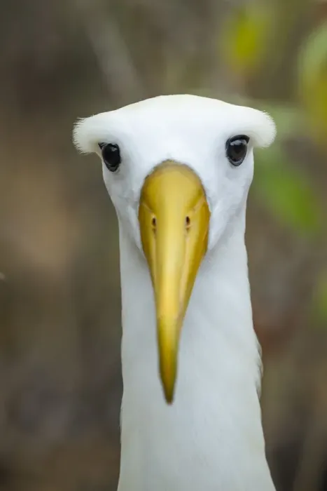 Framed Print : Waved albatross (Phoebastria irrorata) head portrait, Espanola Island, Galapagos Framed Print : Waved albatross (Phoebastria irrorata) head portrait, Espanola Island, Galapagos