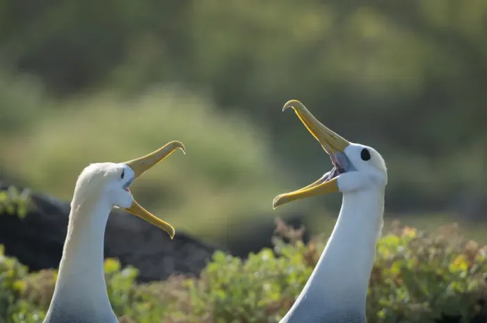 Framed Print : Waved albatross (Phoebastria irrorata) pair in courtship display, Galapagos, Ecuador Framed Print : Waved albatross (Phoebastria irrorata) pair in courtship display, Galapagos, Ecuador