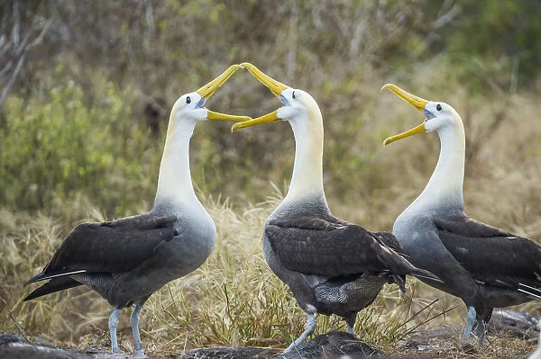 Waved albatrosses (Phoebastria irrorata) courting, Punta Suarez, Espanola Island