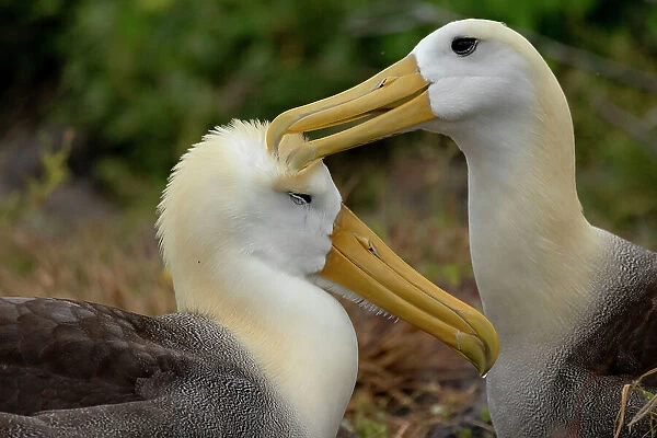 Two Waved  /  Galapagos albatrosses (Phoebastria irrorata) preening, Espanola Island, Galapagos National Park, Galapagos Islands. Critically endangered