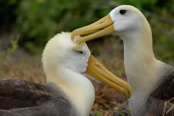 Framed Print : Two Waved / Galapagos albatrosses (Phoebastria irrorata) preening, Espanola Island, Galapagos National Park, Galapagos Islands. Critically endangered Framed Print : Two Waved / Galapagos albatrosses (Phoebastria irrorata) preening, Espanola Island, Galapagos National Park, Galapagos Islands. Critically endangered
