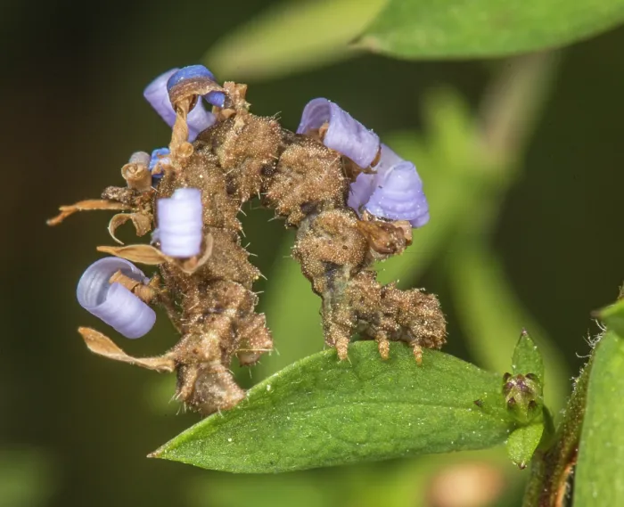 Framed Print : Wavy-lined emerald moth (Synchlora aerata) caterpillar camouflaged among Aster flower, Pennsylvania, USA. October Framed Print : Wavy-lined emerald moth (Synchlora aerata) caterpillar camouflaged among Aster flower, Pennsylvania, USA. October