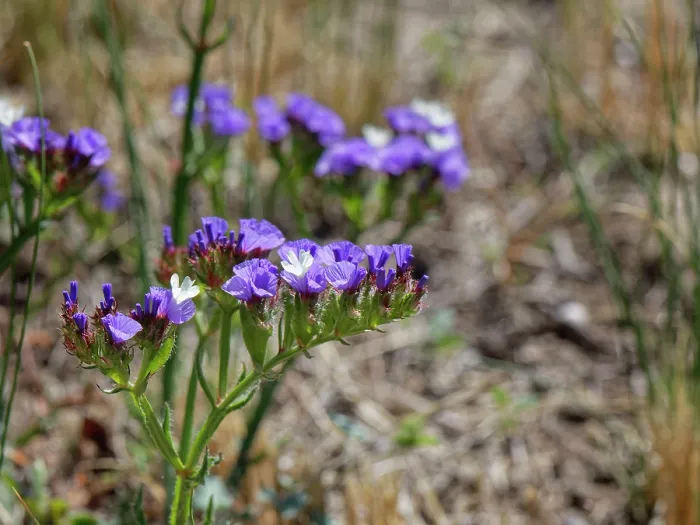 Framed Print : Wavyleaf sea lavender (Limonium sinuatum) flowering, Cabo de Gata-Nijar Natural Park, Almeria, Spain. March Framed Print : Wavyleaf sea lavender (Limonium sinuatum) flowering, Cabo de Gata-Nijar Natural Park, Almeria, Spain. March