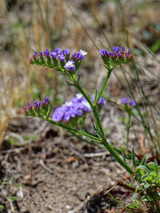 Framed Print : Wavyleaf sea lavender (Limonium sinuatum) flowering, Cabo de Gata-Nijar Natural Park, Almeria, Spain. March Framed Print : Wavyleaf sea lavender (Limonium sinuatum) flowering, Cabo de Gata-Nijar Natural Park, Almeria, Spain. March
