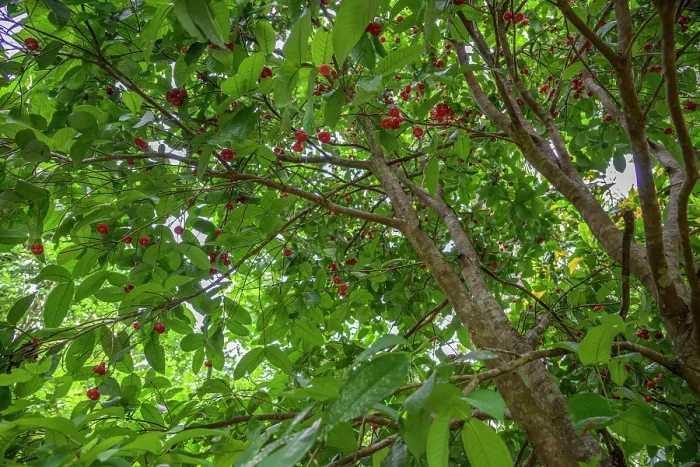 Framed Print : Wax apple (Syzygium samarangense) tree with ripe fruits, Nusa Island, New Ireland Province, Papua new Guinea Framed Print : Wax apple (Syzygium samarangense) tree with ripe fruits, Nusa Island, New Ireland Province, Papua new Guinea
