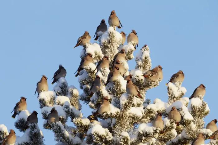 Framed Print : Waxwing (Bombicilla garrulus) flock on snow covered pine tree, Kuusamo, Finland, February Framed Print : Waxwing (Bombicilla garrulus) flock on snow covered pine tree, Kuusamo, Finland, February